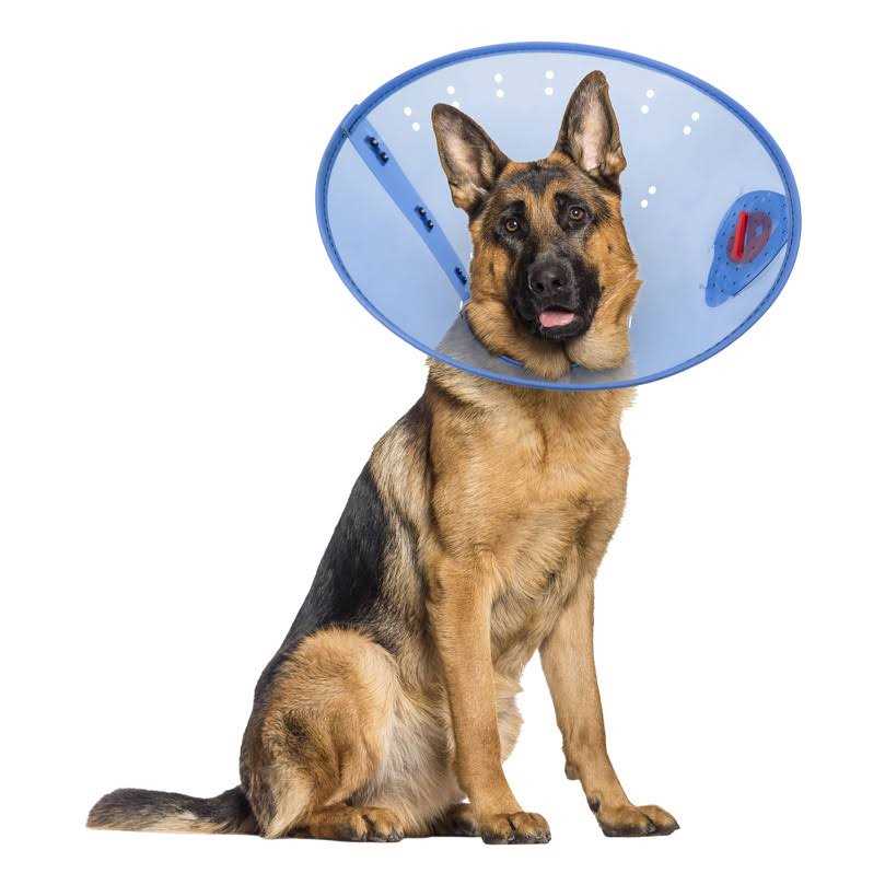 Calm Paws Calming Dog E-Collar - Healthber