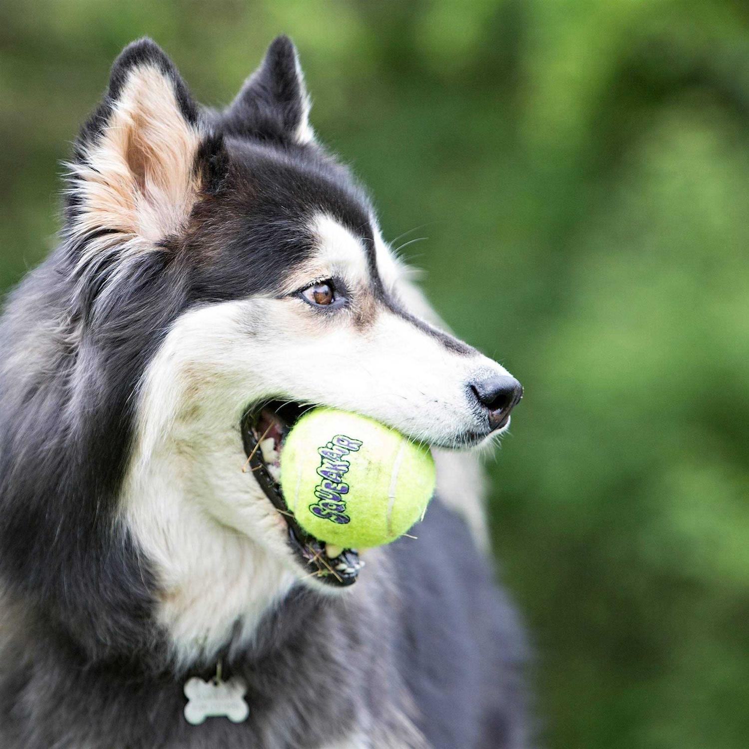 Kong Ball - Healthber