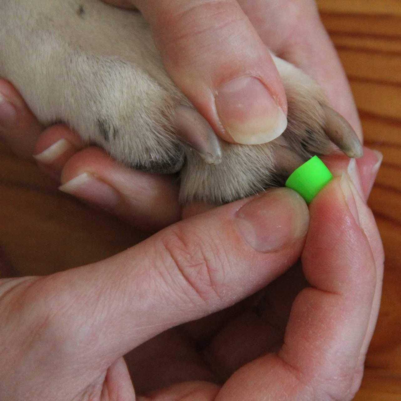 Dr Buzby’s Large Toegrips for Dogs Instant Traction on Wood/Hardwood Floors - Healthber