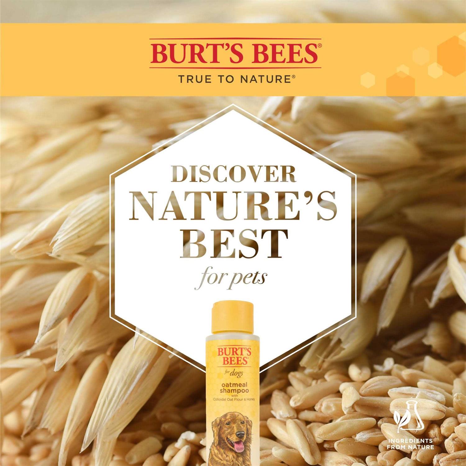 Burt’s Bees Oatmeal Shampoo - Healthber