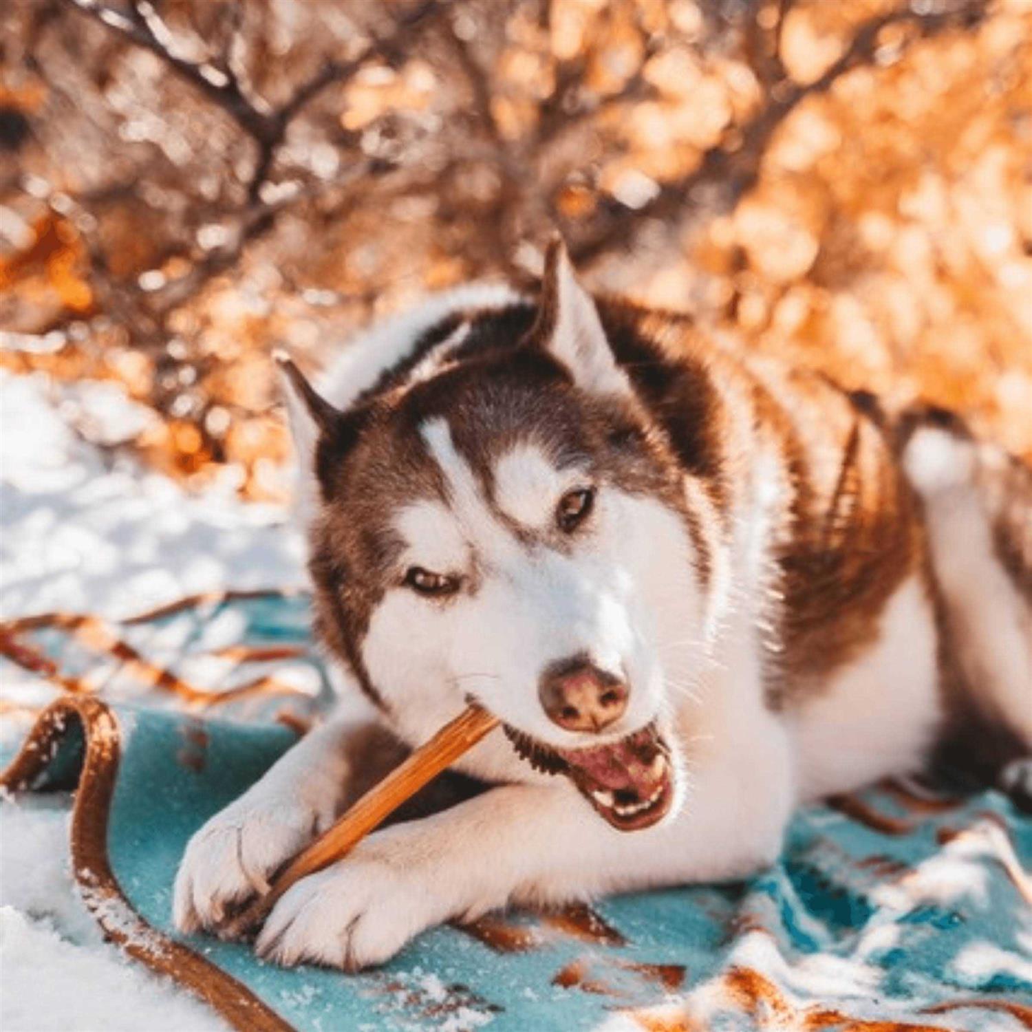 Natural Farm Bully Sticks Odor Free - Healthber