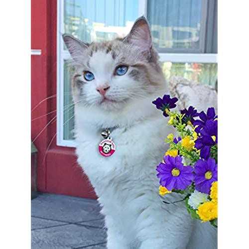 Pawsitively Safe Dog Cat Pet Tag - Healthber