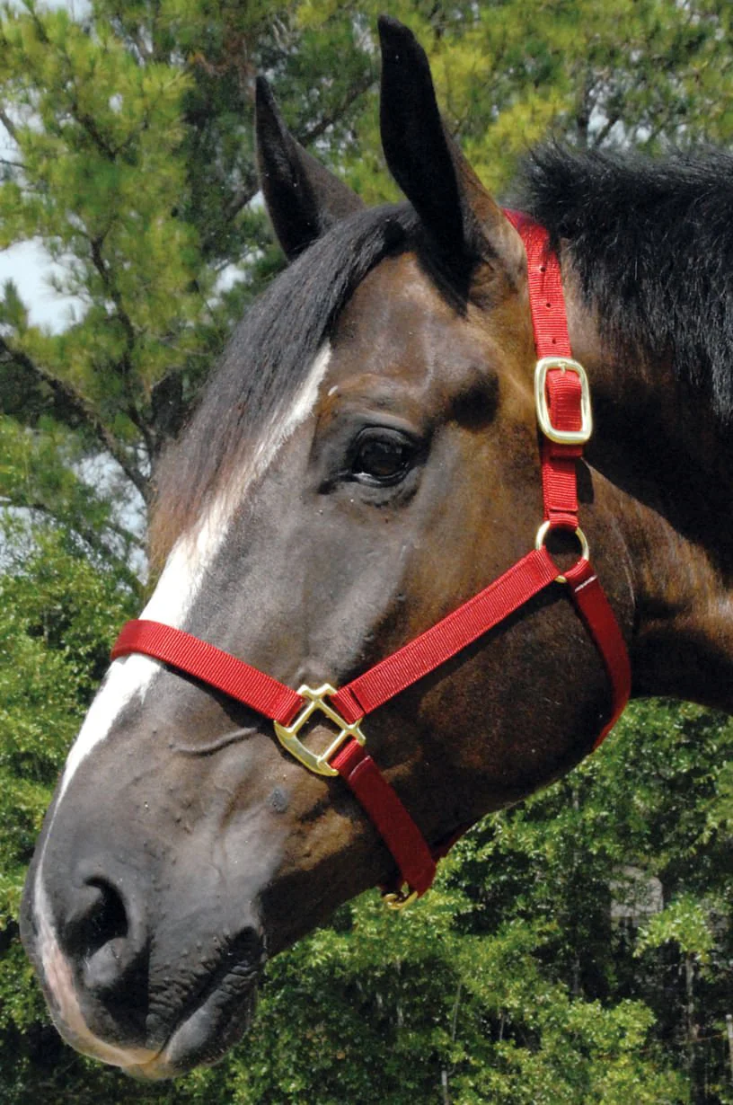 Premium Nylon Horse Halters - Healthber