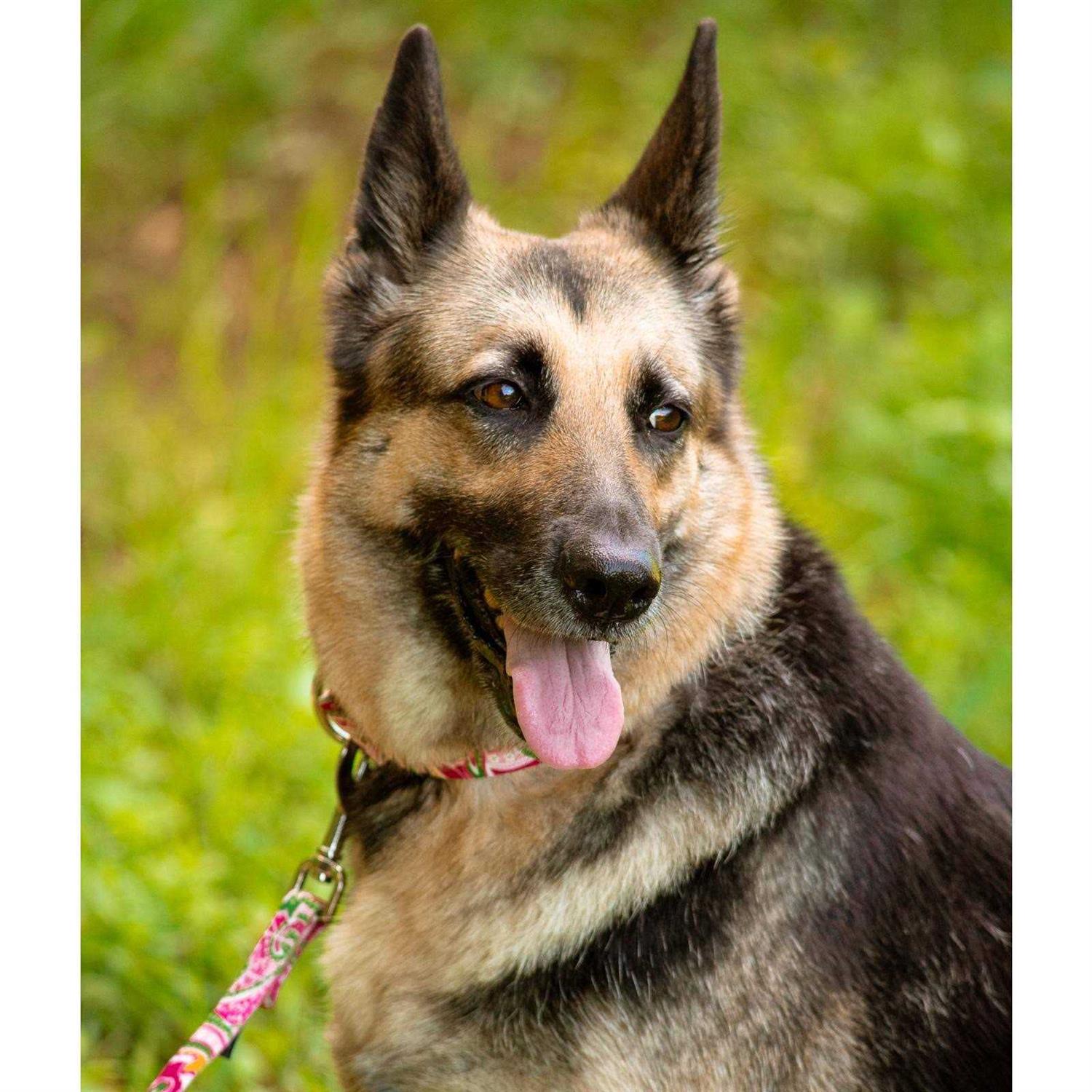 Country Brook Petz Martingale Dog Collar - Healthber