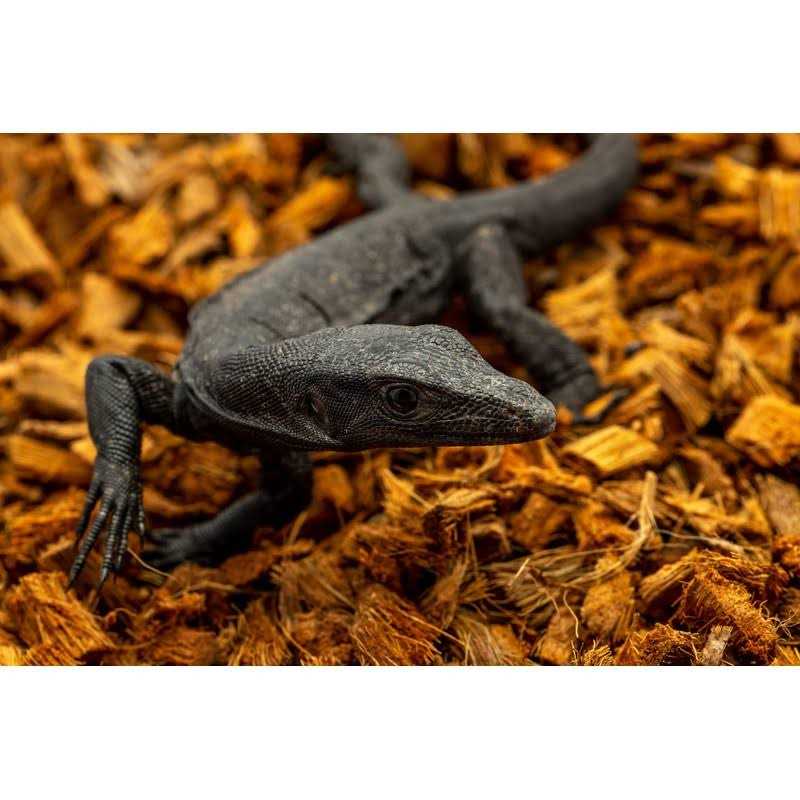 Reptichip Compressed Coconut Chip Substrate for Reptiles 72 Quart Coco Chips Brick Bedding - Healthber