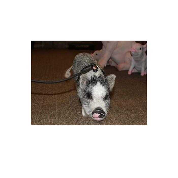 Piggy Poo and Crew Adjustable Mini Pig Harness and Leash - Healthber