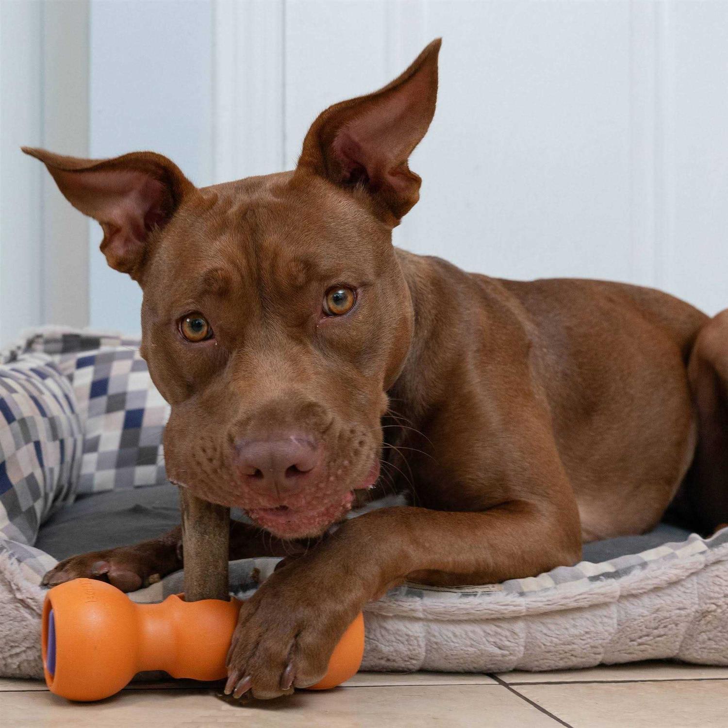 Bow Wow Labs Bully Buddy - Healthber