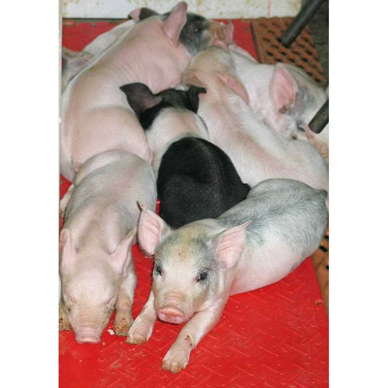 Kane Baby Pig Heat Mat - Healthber