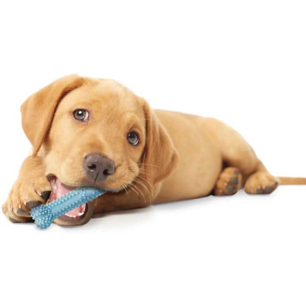 Nylabone Puppy Dental Chew Toy - Healthber
