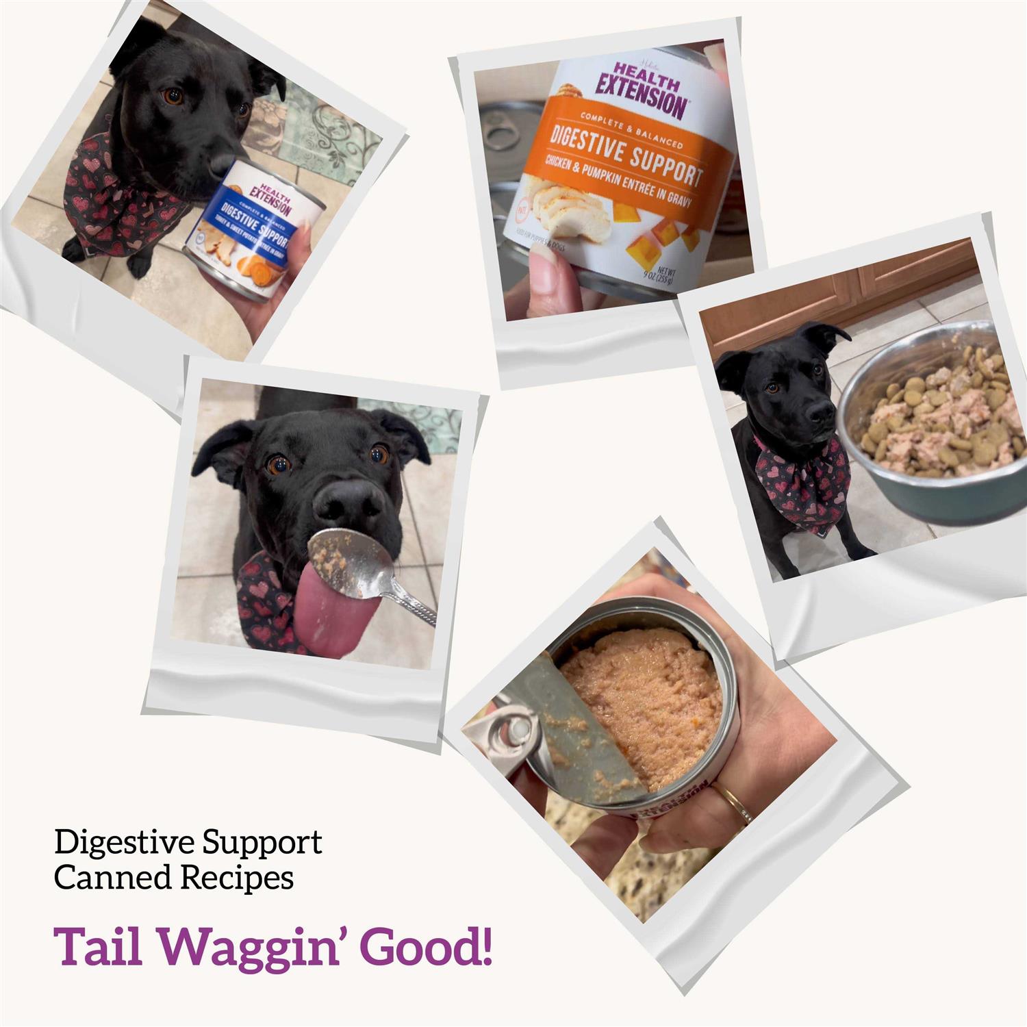 Health Extension Digestive Support Variety Pack -Chicken Beef & Turkey Dog Food - Healthber
