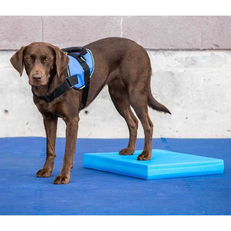 Balance Pad FitPAWS - Healthber