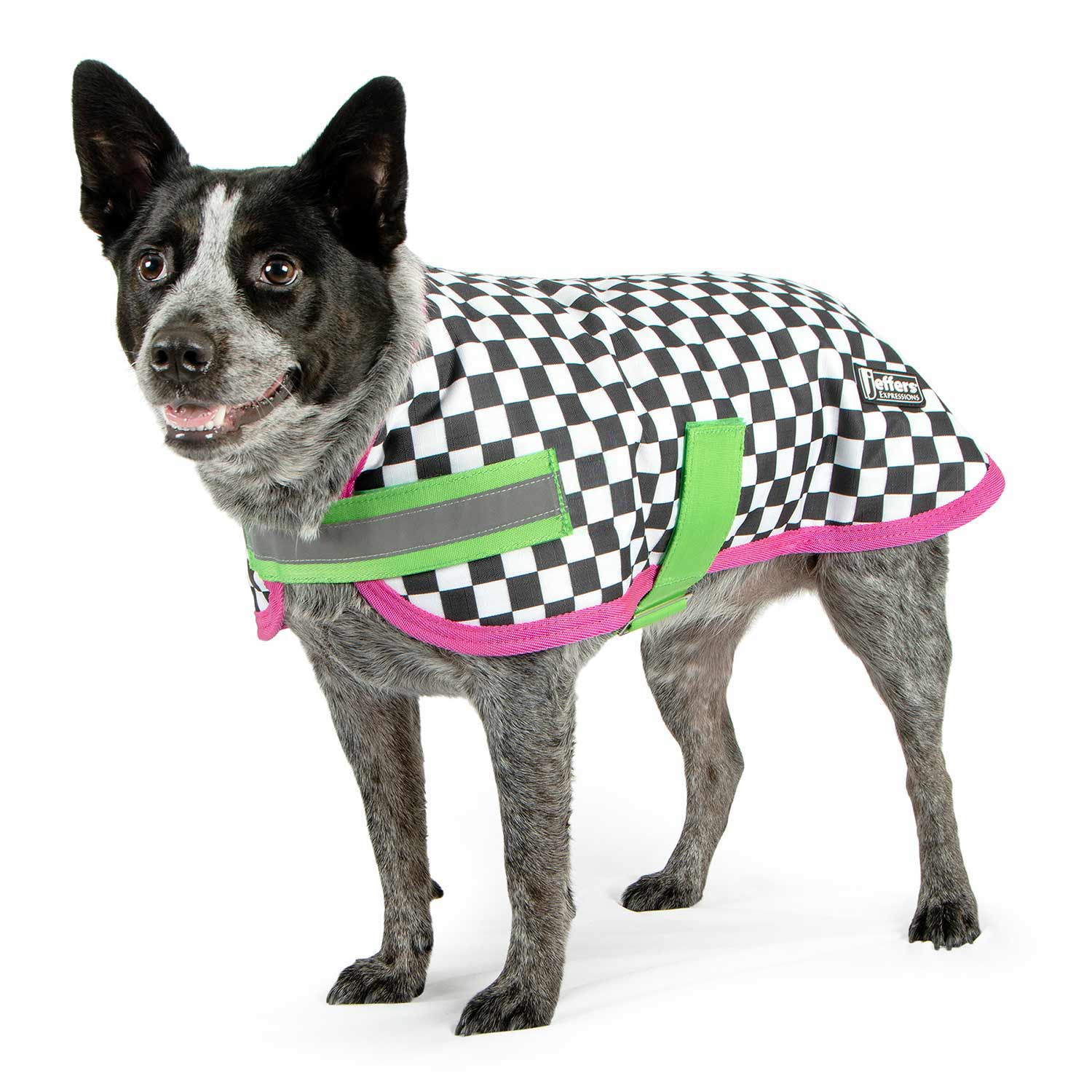 Expression Waterproof Ripstop Dog Coat, Skater Pup - Healthber