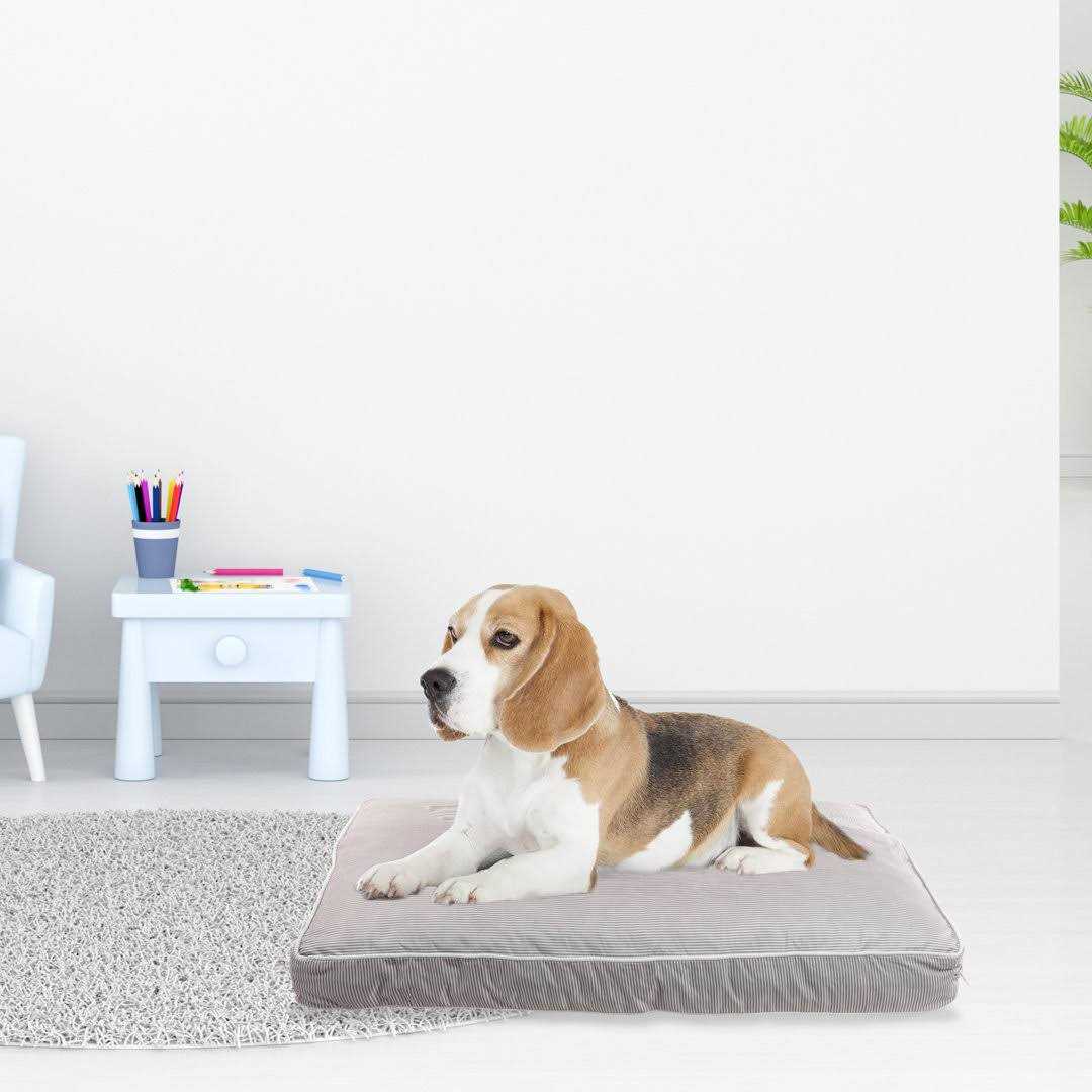 Rae Dunn Rest Orthopedic Pet Bed - Healthber
