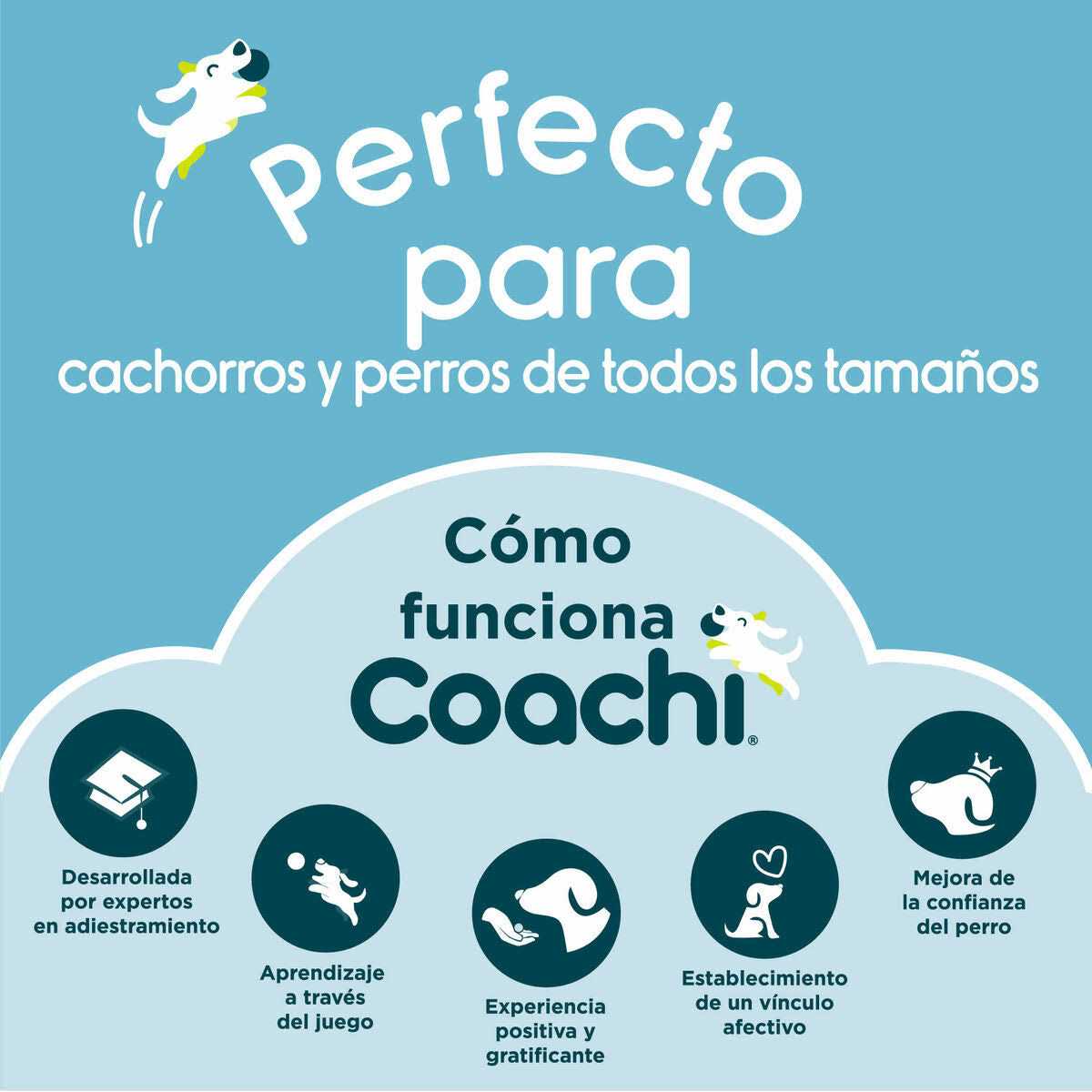 Coachi Waterproof Training Line Dog Leash - Healthber