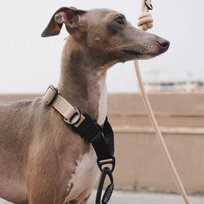Waterproof Martingale Collar - Healthber