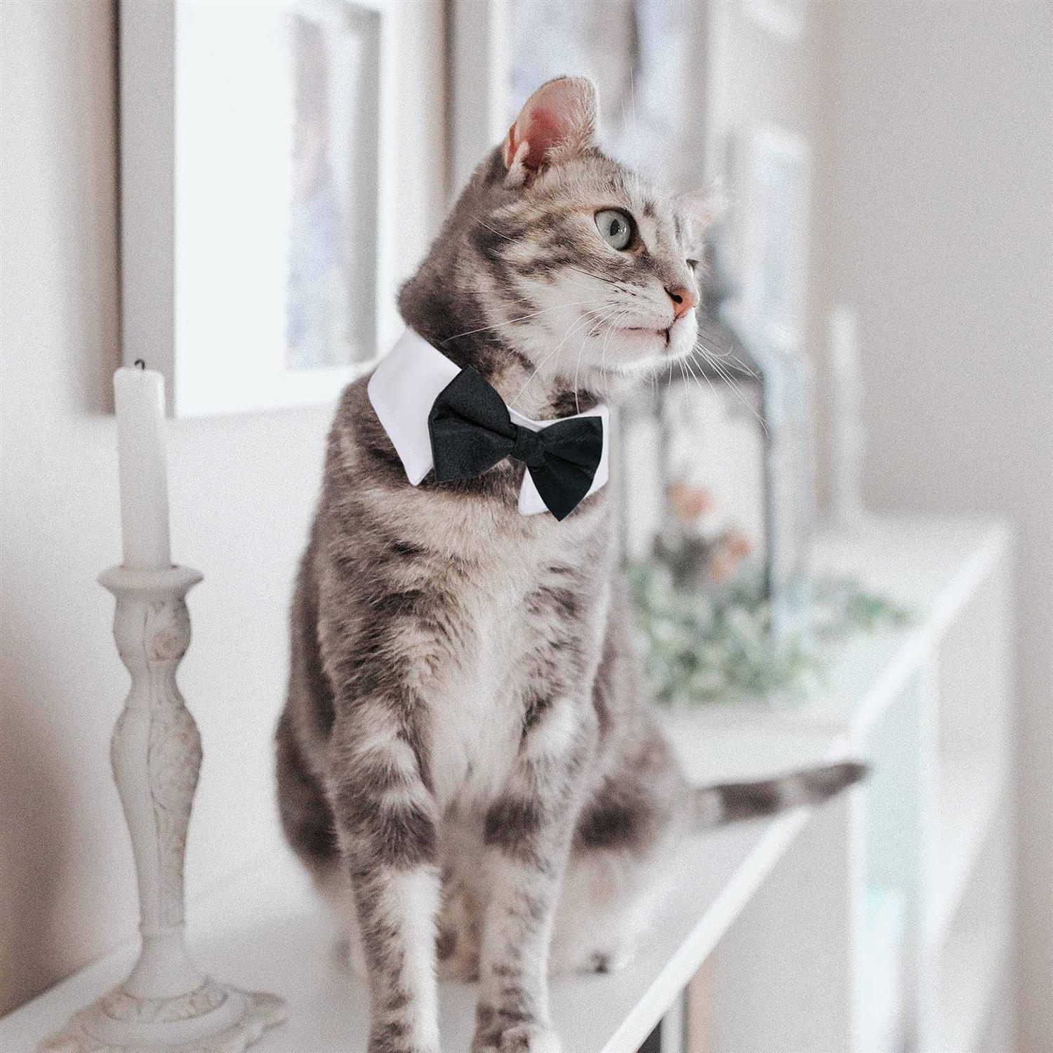 casidoxi cat Dog Tuxedo collar Dog Bow tie Dog Bowtie Dog cat Birthday Easter Tux Wedding collar for Dog cat - Healthber