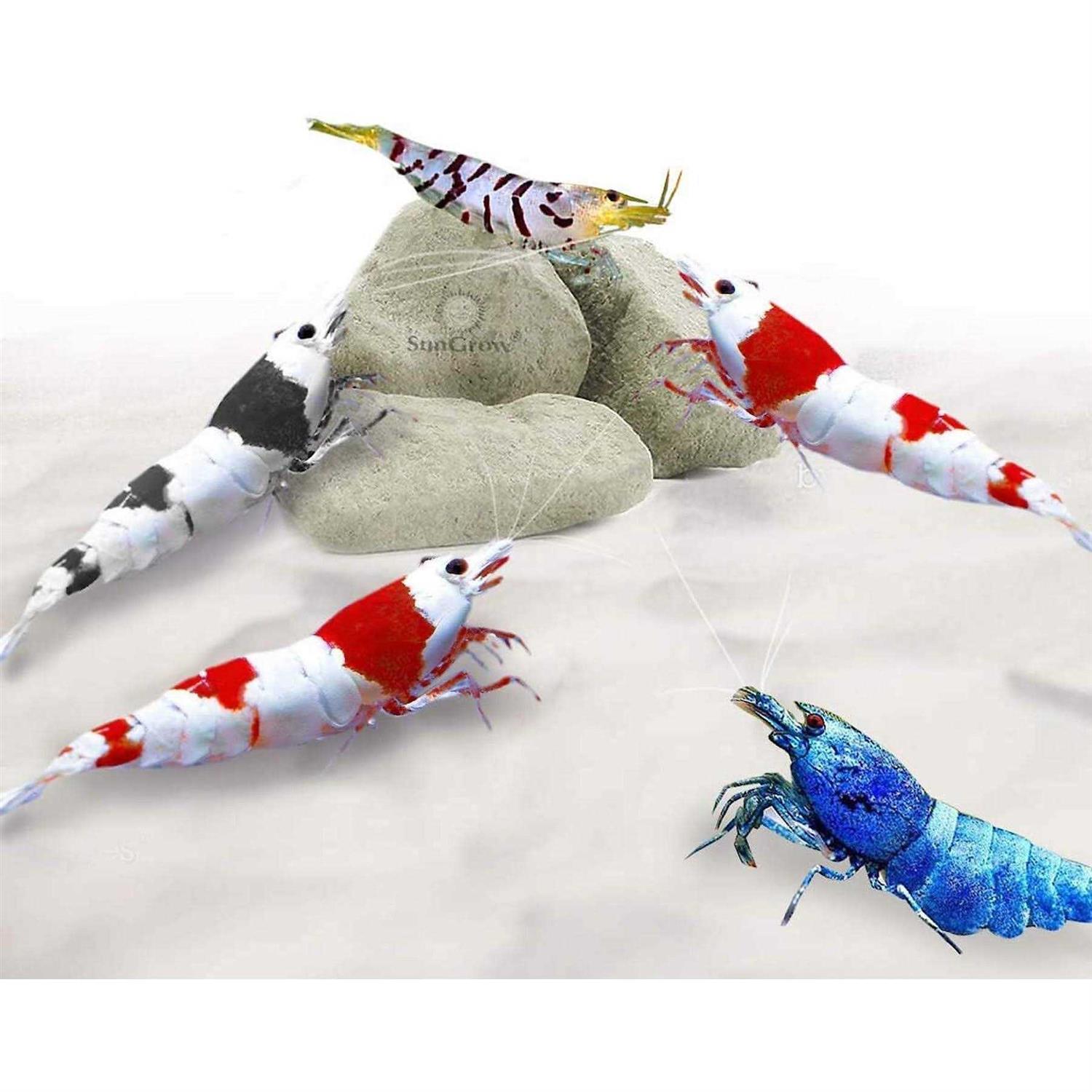 Sungrow Shrimp Mineral Rocks for Molting - Healthber