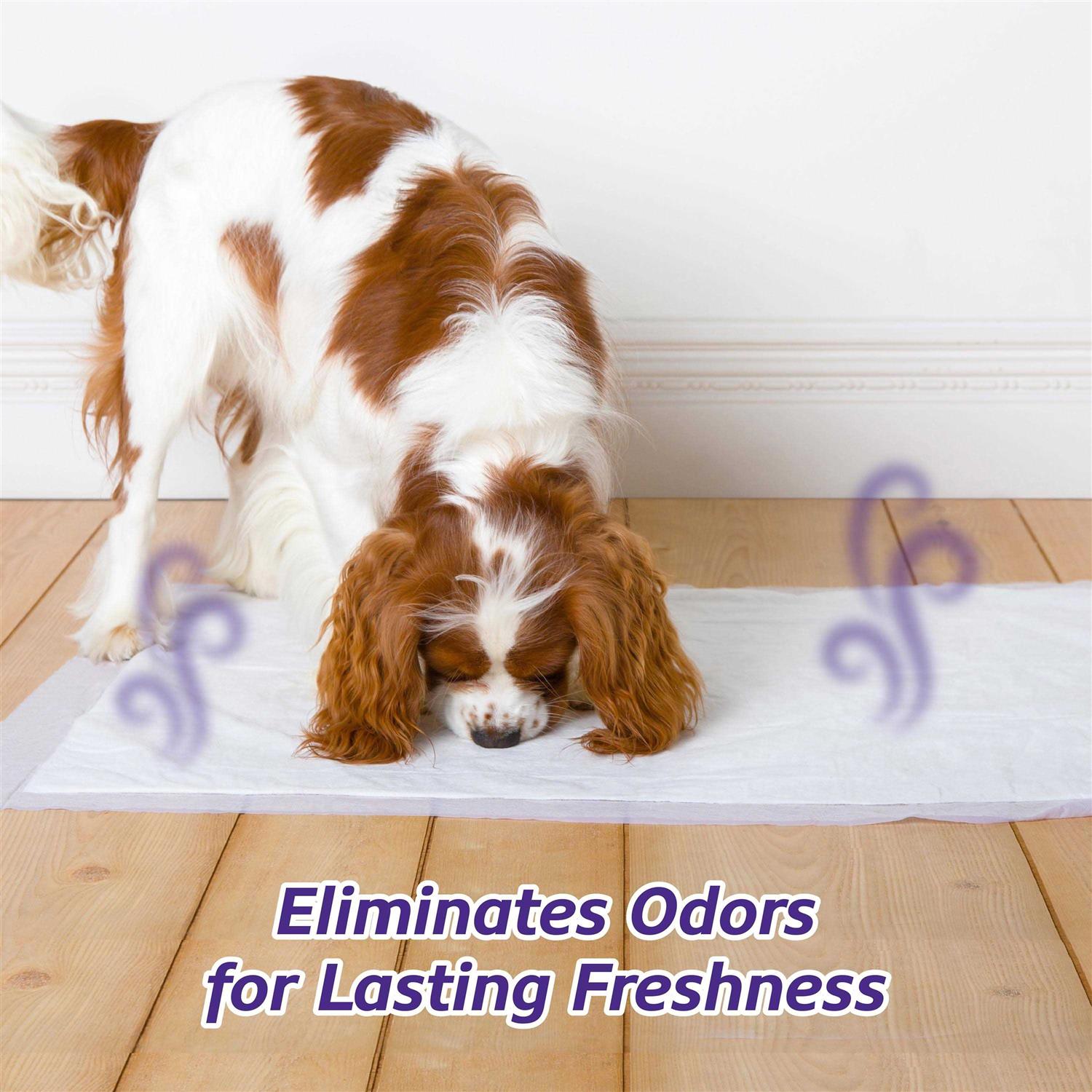 Hartz Home Protection Lavender Scent Odor Eliminating Dog Pads - Healthber