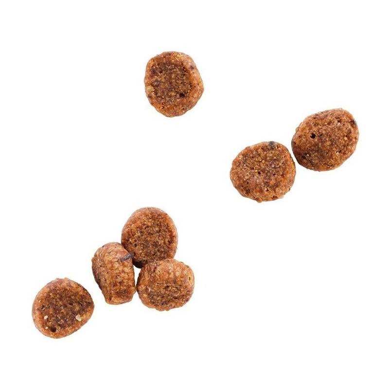 WholeHearted Grain Free Salmon Formula Dry Cat Food - Healthber