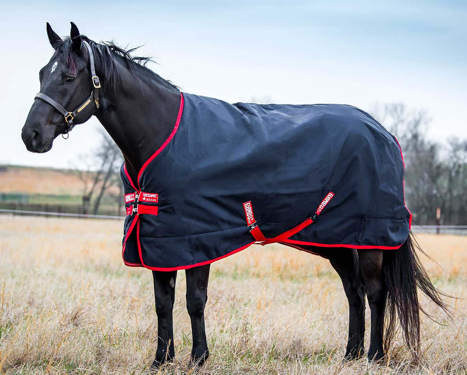 Rambo Original Medium Blanket w/ Bag for Life - Healthber