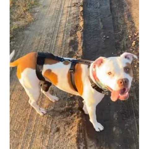 Walkabout Dog & Cat Knee Brace - Healthber