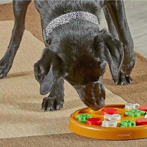 Brightkins Dog Pizza Treat Puzzle - Healthber