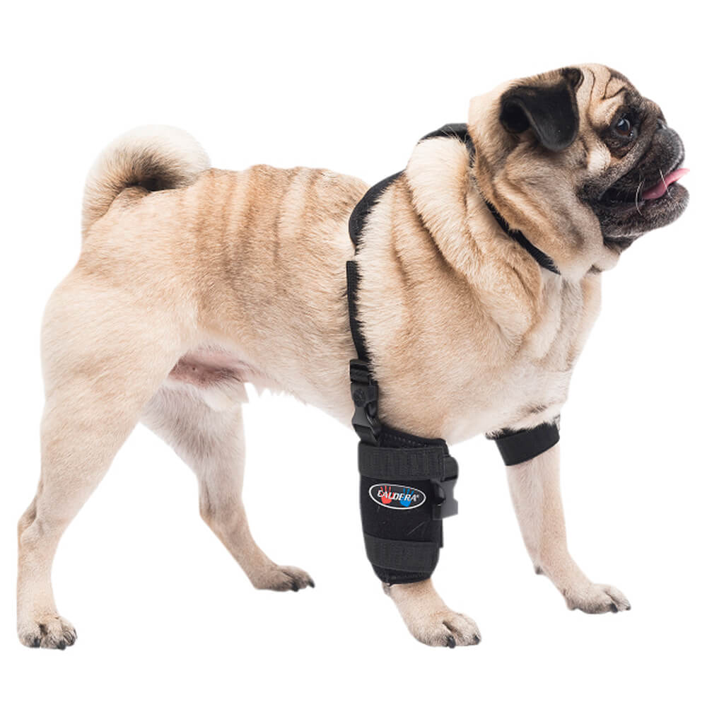 Caldera Pet Universal Therapy Carpal/Elbow Wrap with Therapy Gel - Healthber