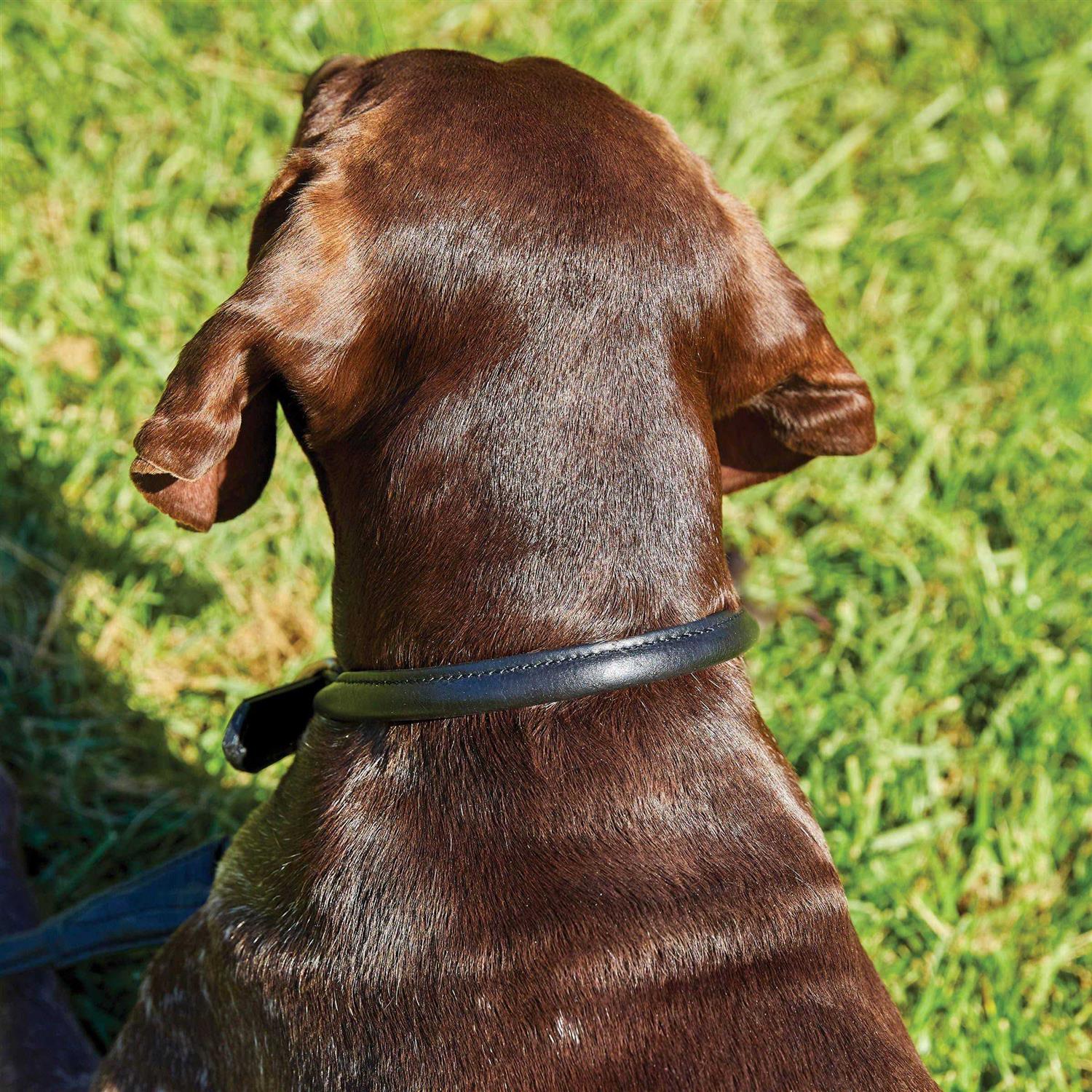 Weatherbeeta Rolled Leather Dog Collar - Healthber