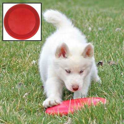 KONG Flyer Dog Toy - Healthber