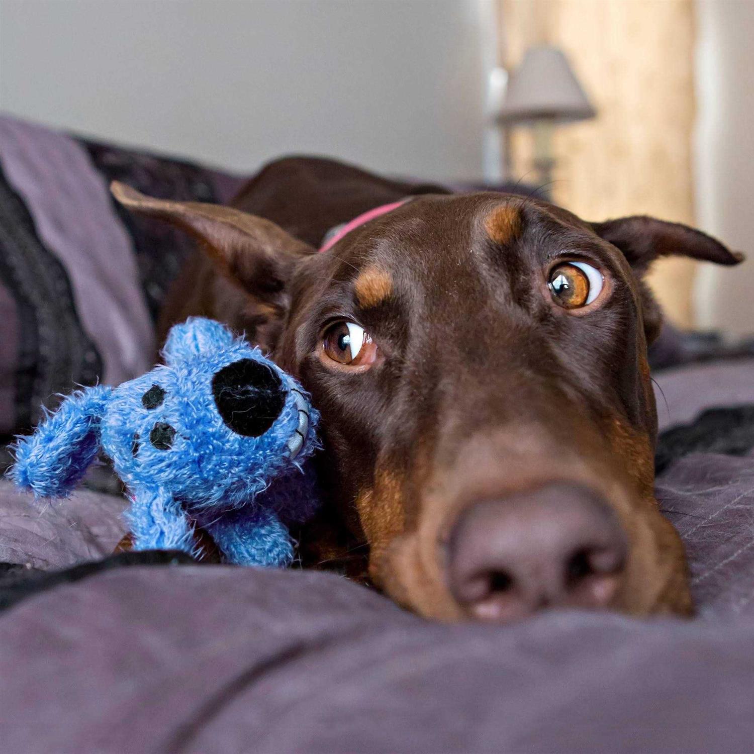 Multipet Loofa The Original Dog Toy - Healthber