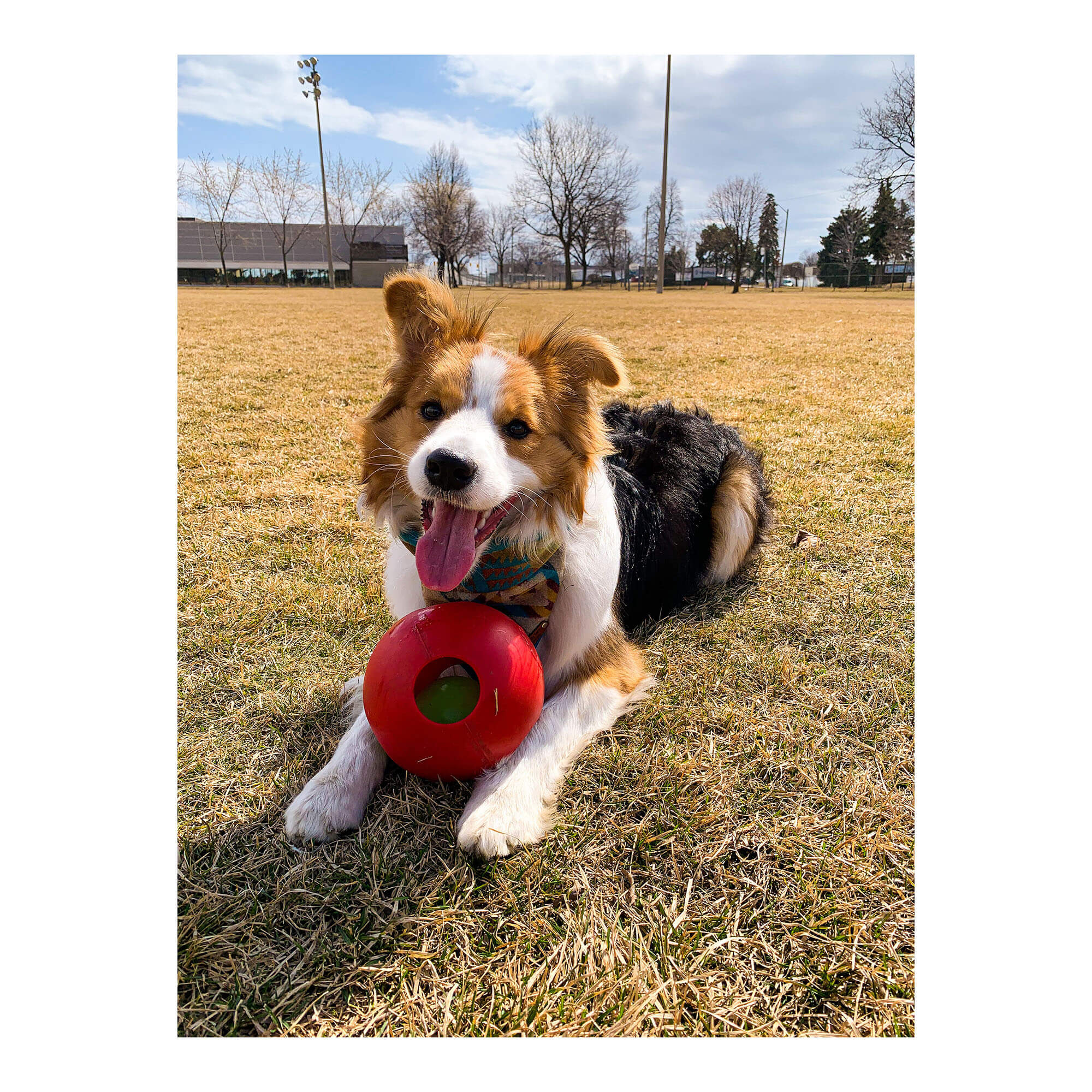 Jolly Teaser Ball - Healthber