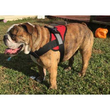 HDP Big Dog Soft No Pull Harness - Healthber