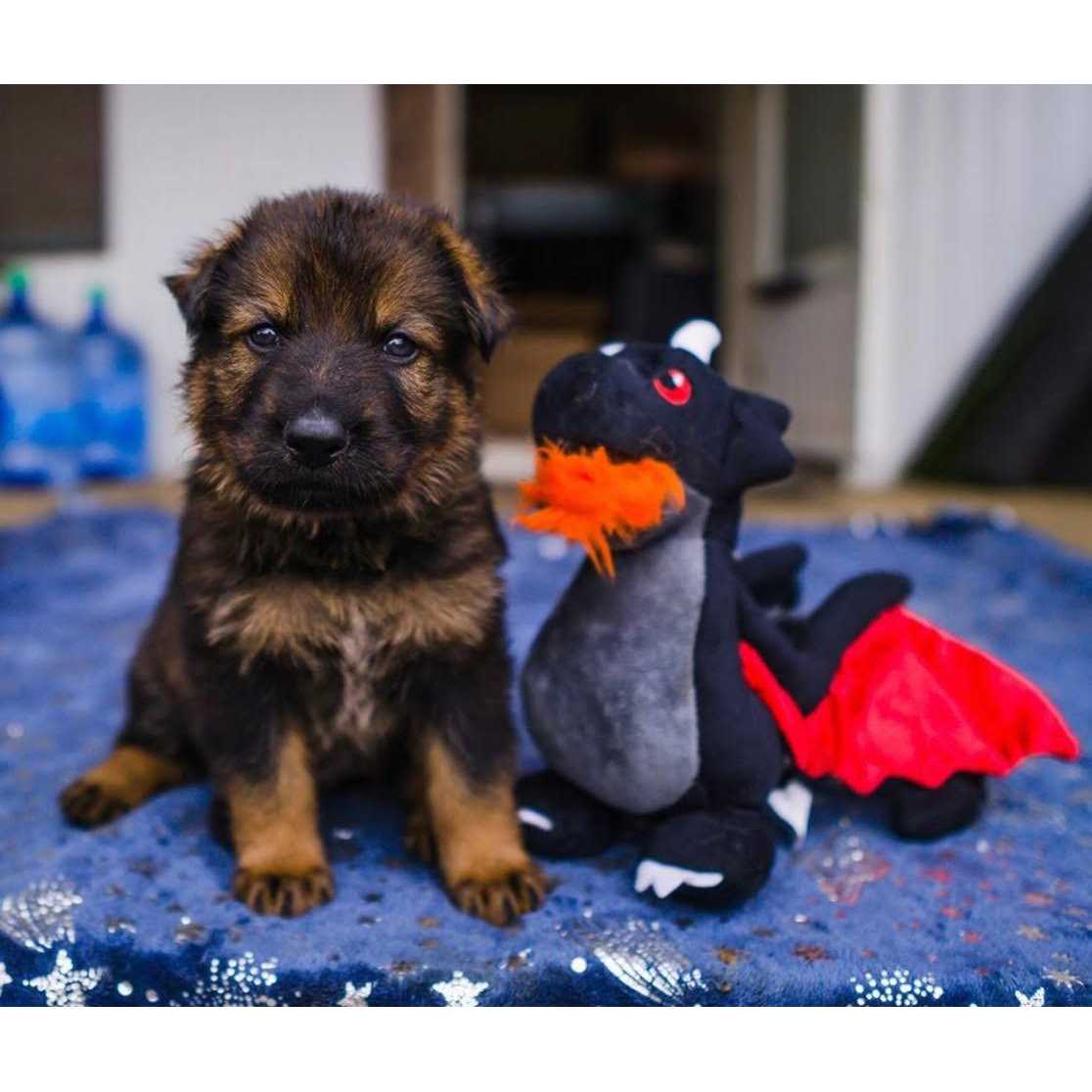 P.L.A.Y’s Mythical Dragon Dog Toy - Healthber
