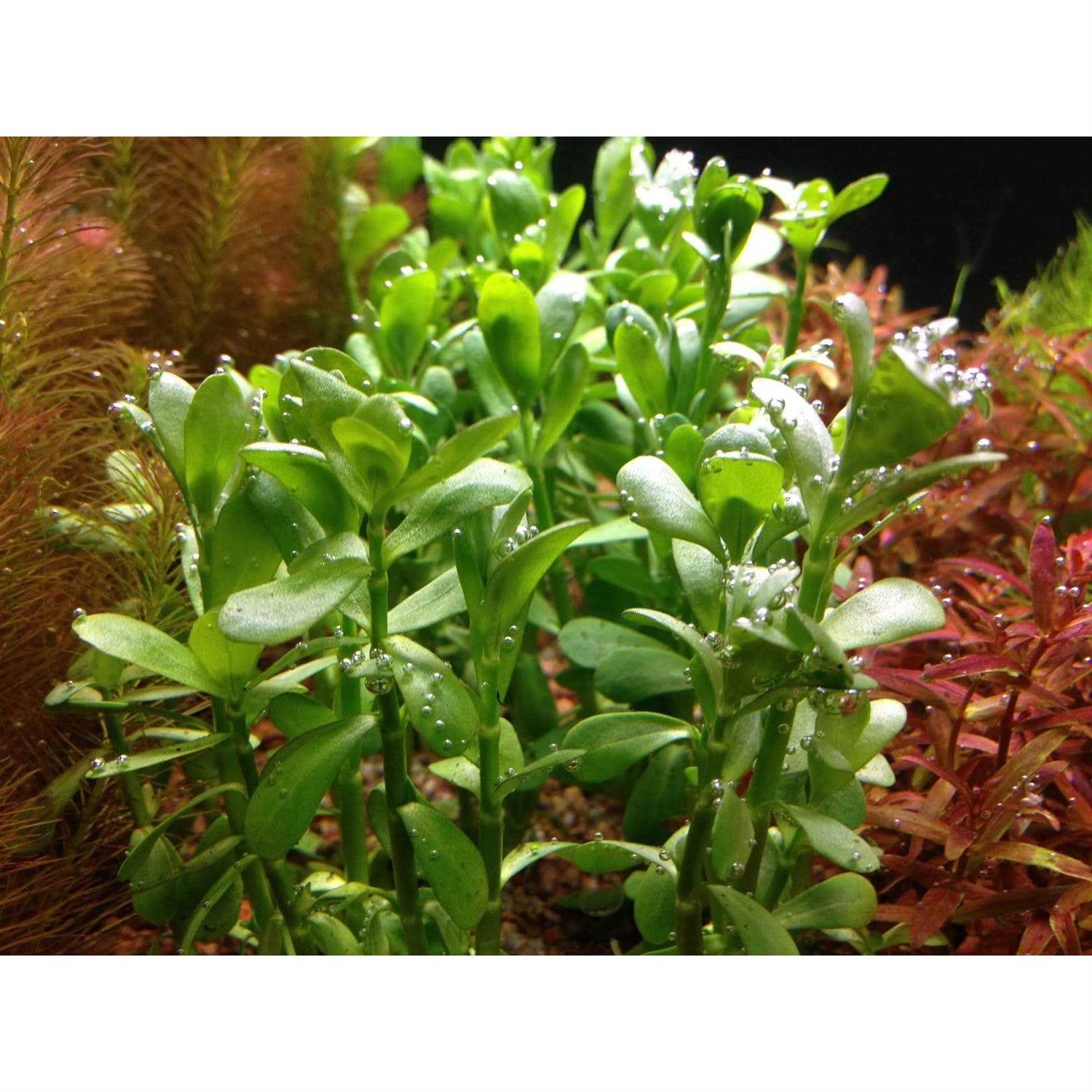 AquaLeaf Aquatics Potted Live Aquarium Plants - Healthber