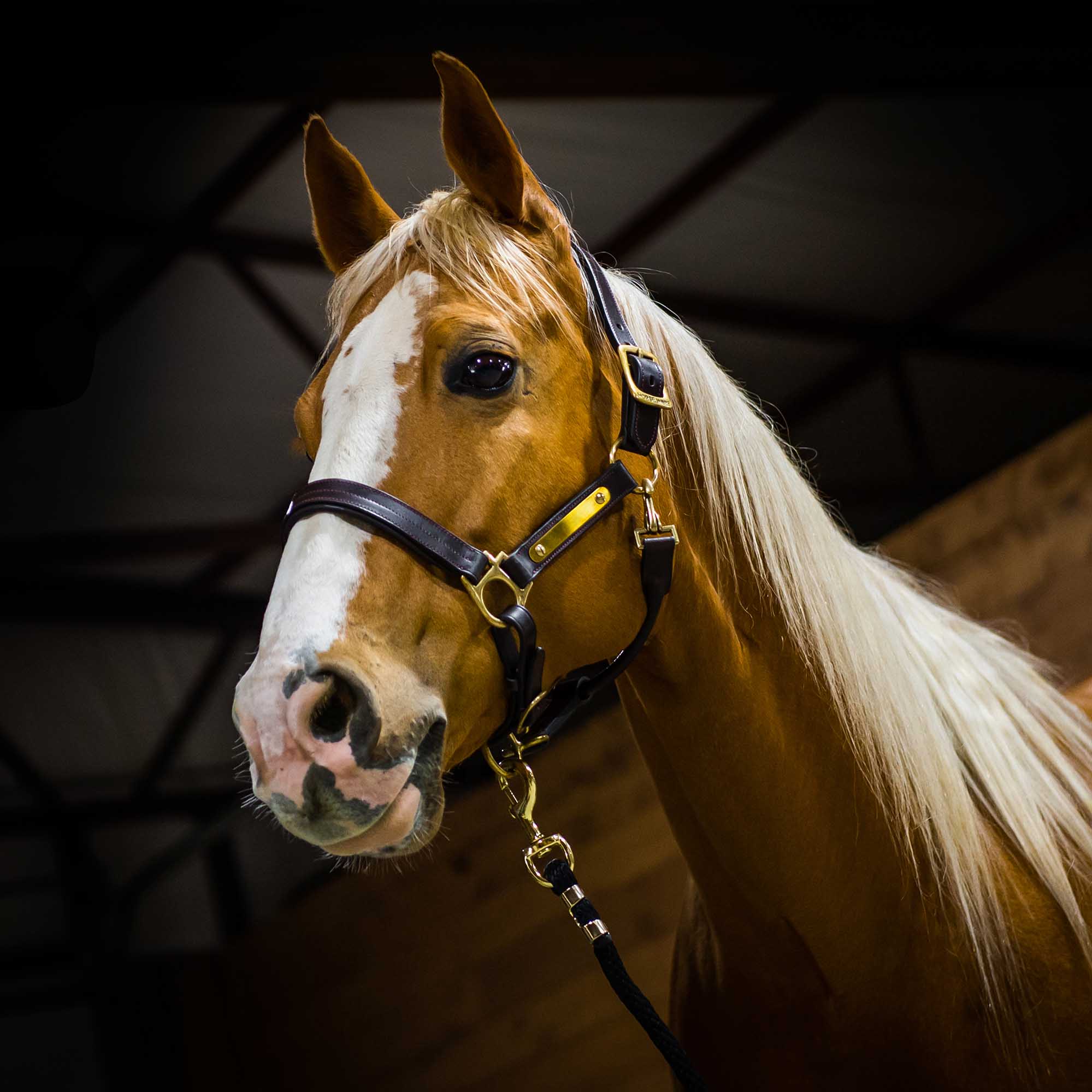 Amigo Padded Leather Horse Halter, Full or Warm Blood - Healthber