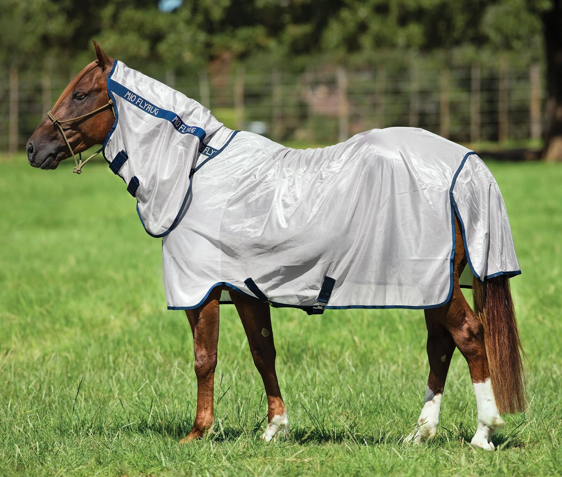 Amigo Mio Horse Fly Sheet - Healthber