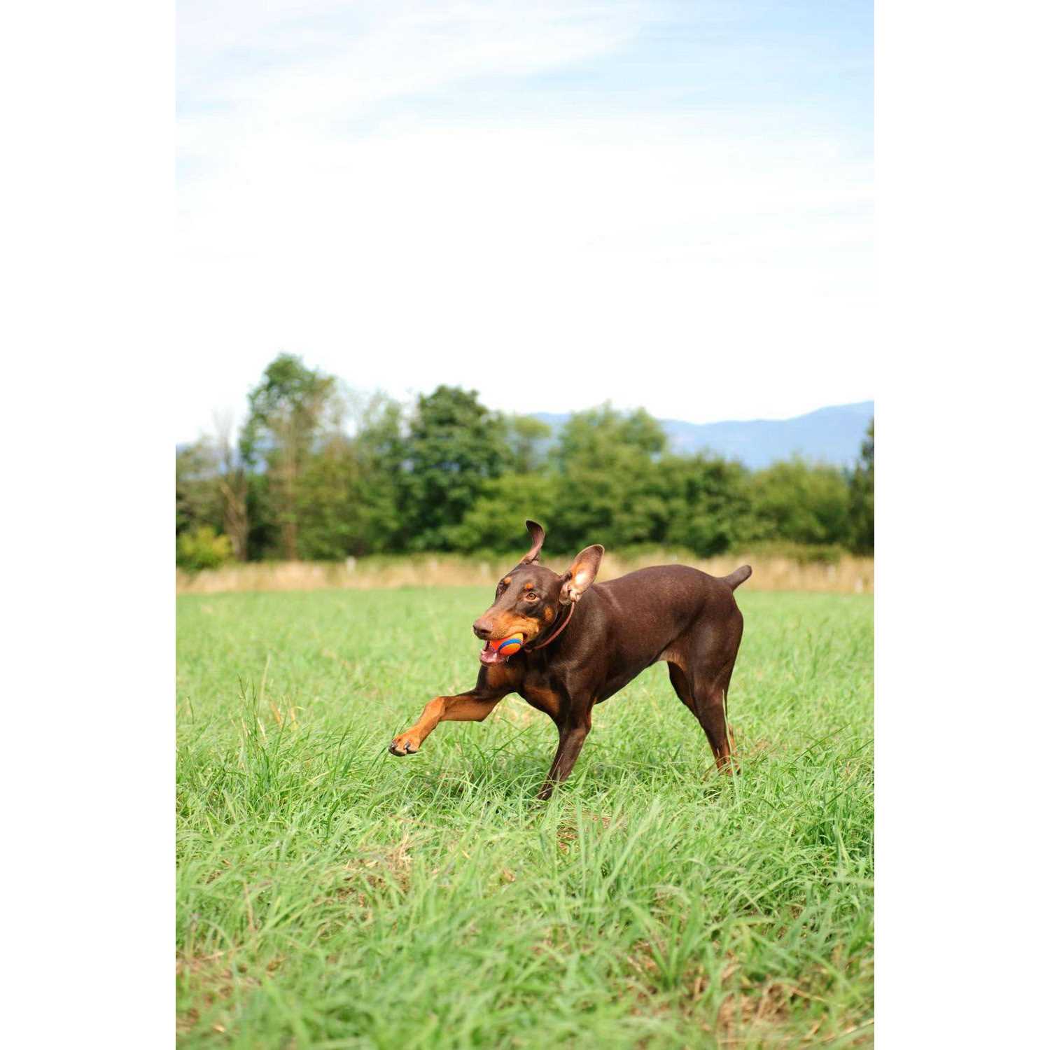 Chuckit! Fetch Medley - Healthber