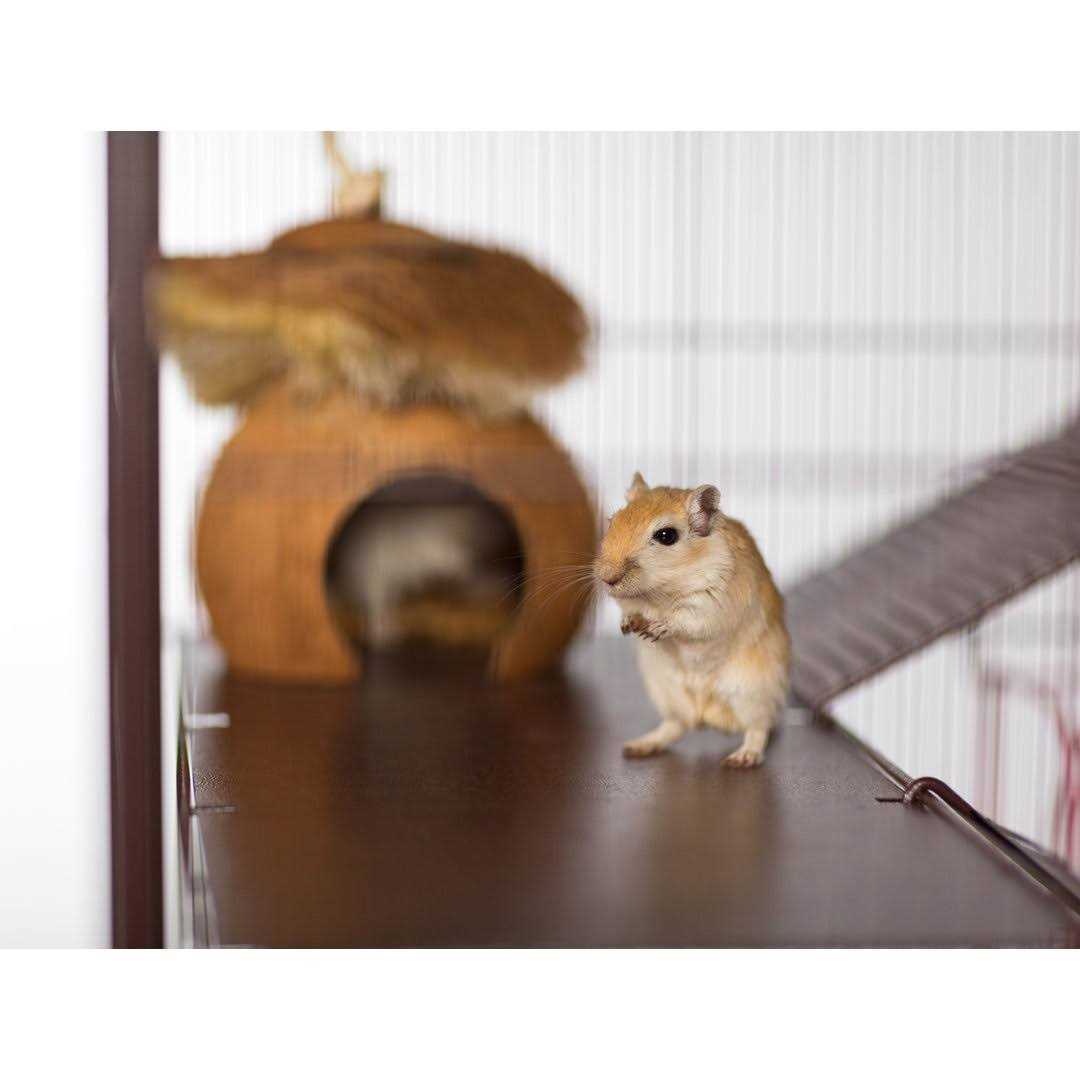 Prevue Rat & Chinchilla Cage - Healthber