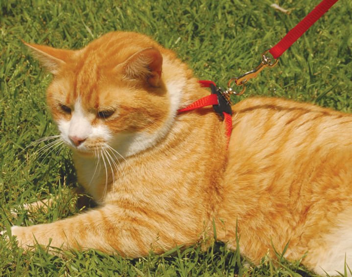 Size Right! Adjustable Cat Harness - Healthber