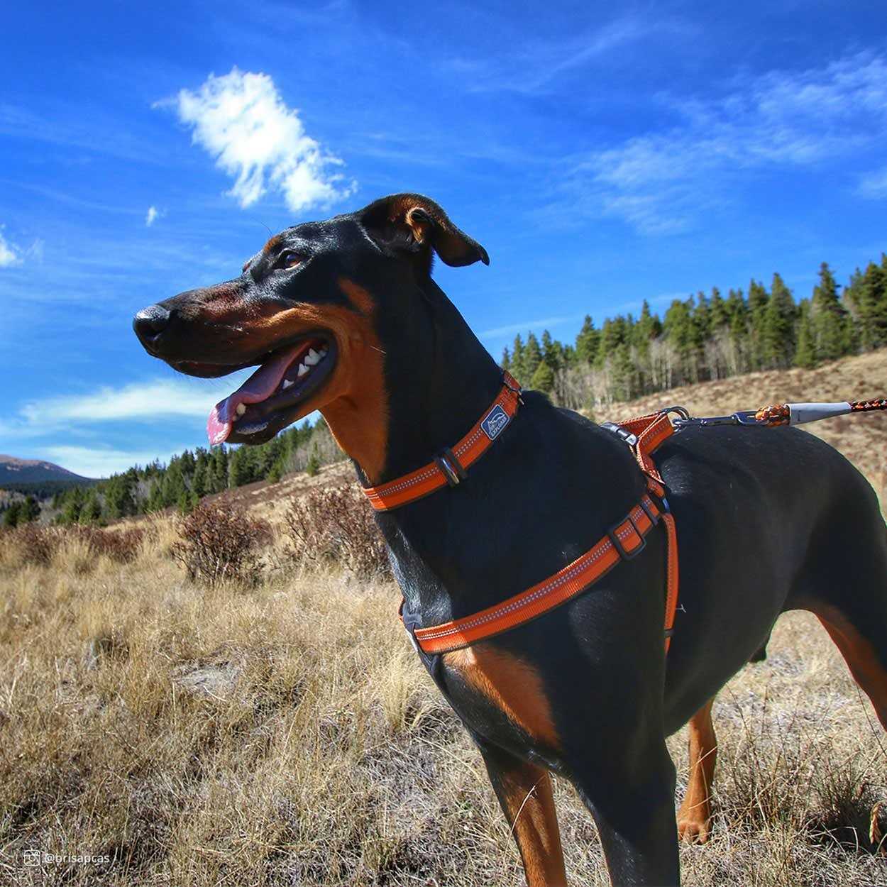 K9 Explorer Reflective Adjustable Padded Dog Harness - Healthber