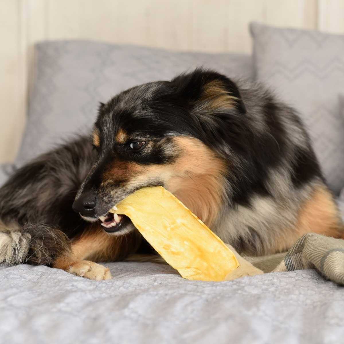 Purina Veterinary Diets Dental Chewz Dog Treats - Healthber