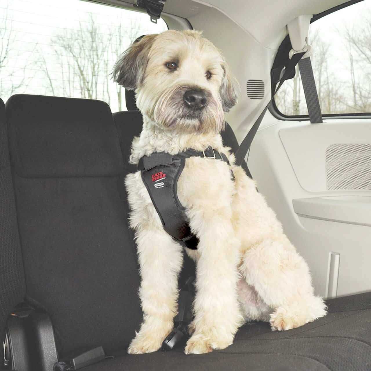Coastal Pet Easy Rider Car Harness - Healthber