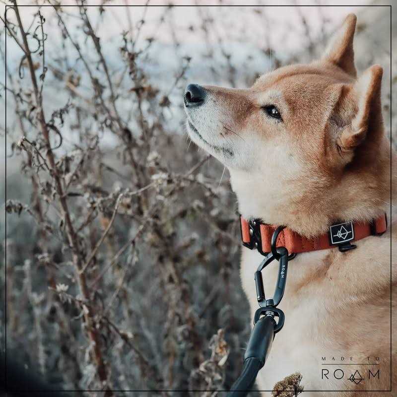 Roam Made to Roam Premium Dog Collar Adjustable Heavy Duty Nylon Collar with Quick-Release Metal Buckle - Healthber