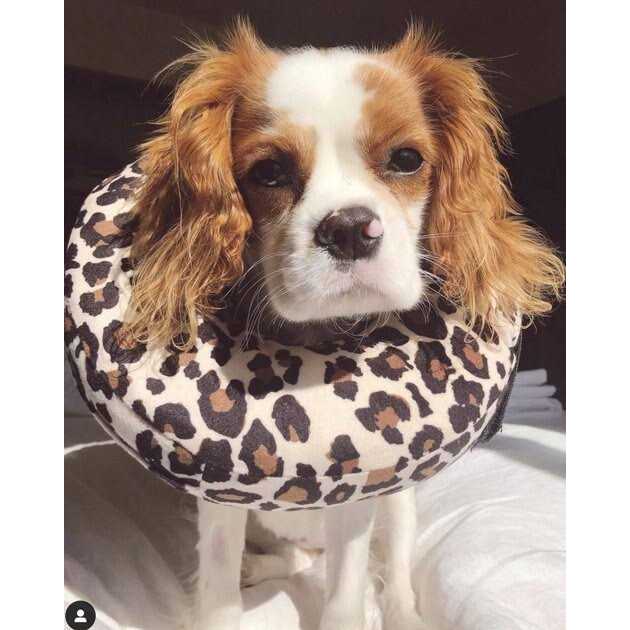 COMFURT Collar Dog & Cat Recovery Collar - Healthber