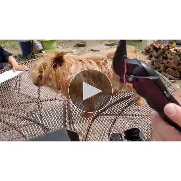 Haokry dog clippers for grooming low noise rechargeable dog grooming kits cordless pet grooming tool professional dog hair trimmer - Healthber