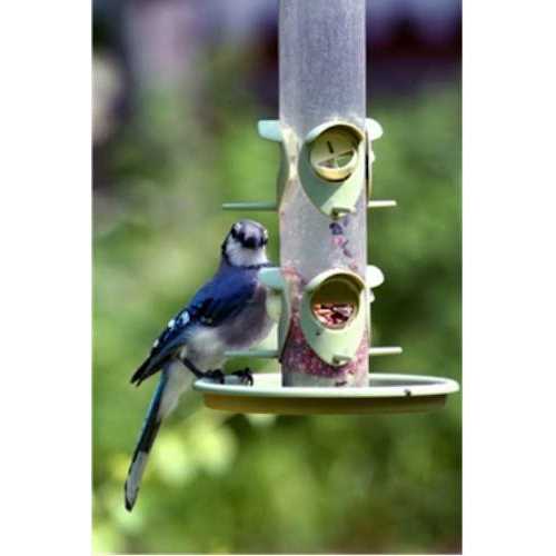Wagner’s Classic Wild Bird Food - Healthber
