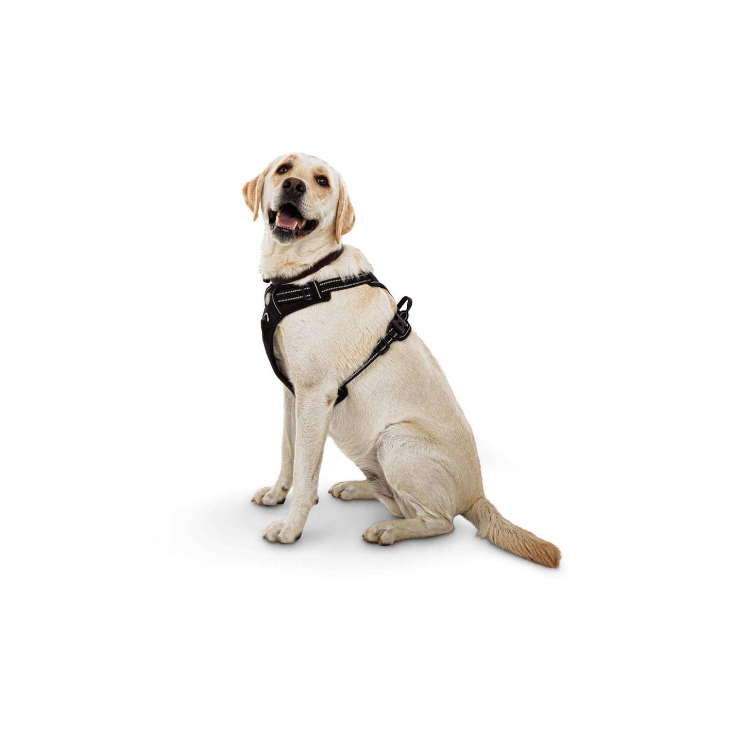 EveryYay Embrace the Pace Black Front Walking Dog Harness - Healthber