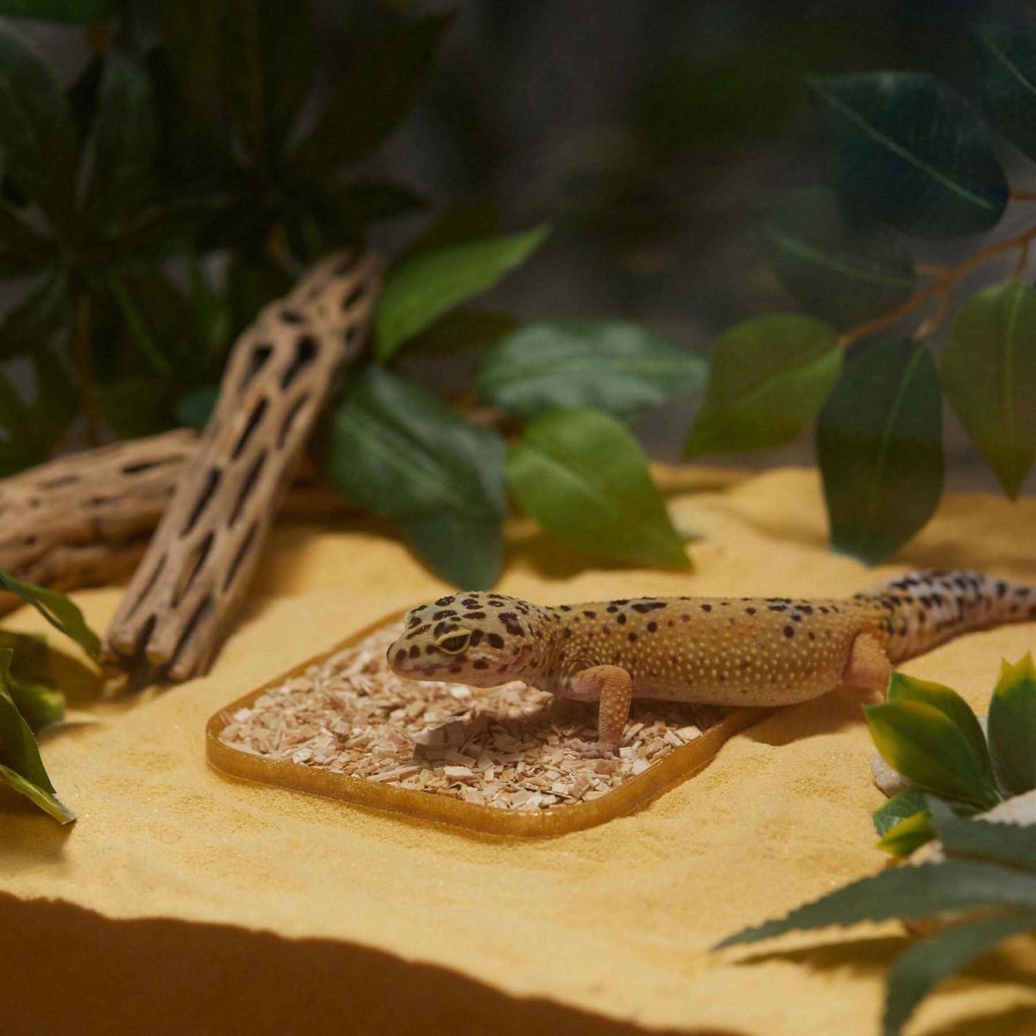 Stroodies Leopard Geckos LitterBox - Healthber