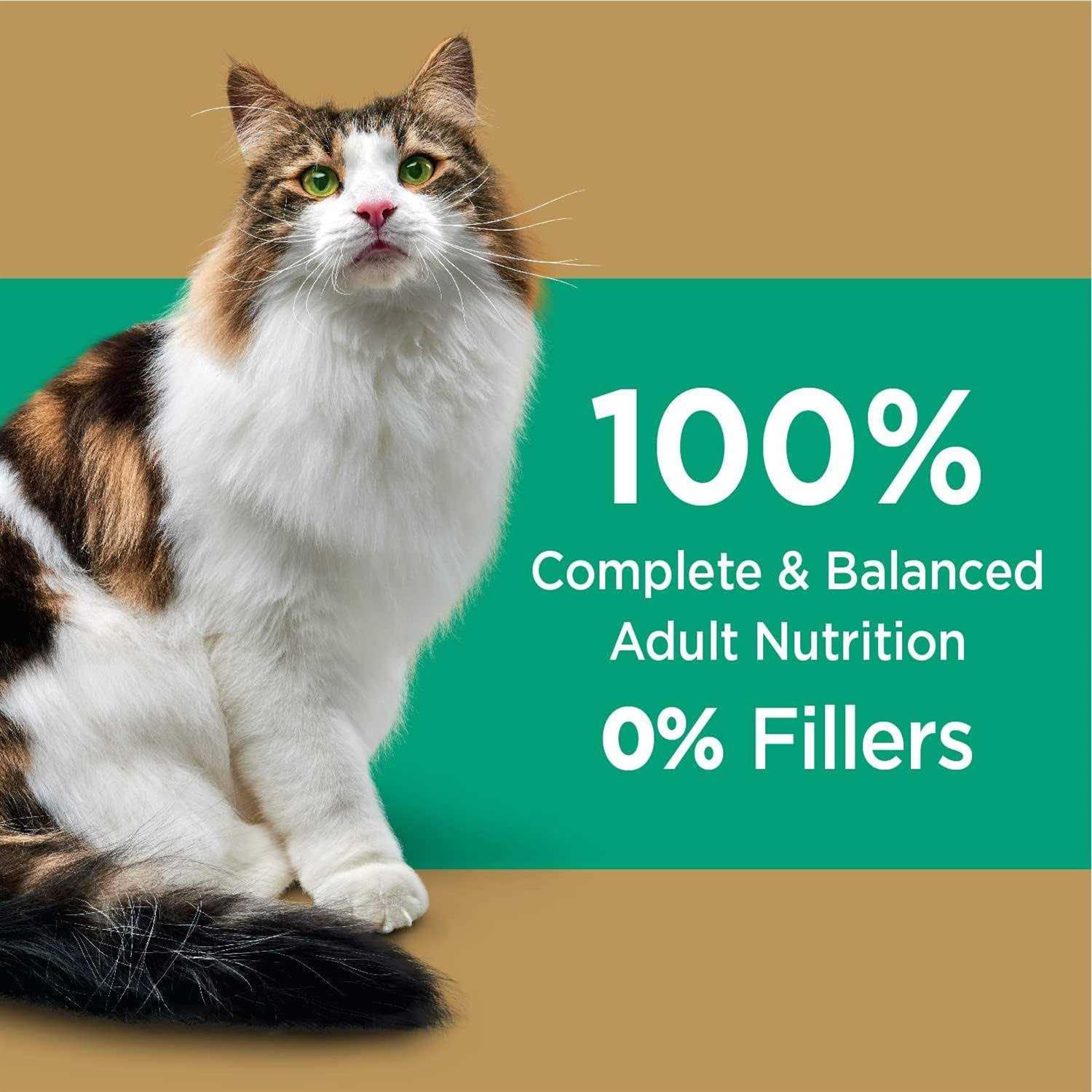 Iams Proactive Health Care Salmon Adult Dry Cat Food - Healthber