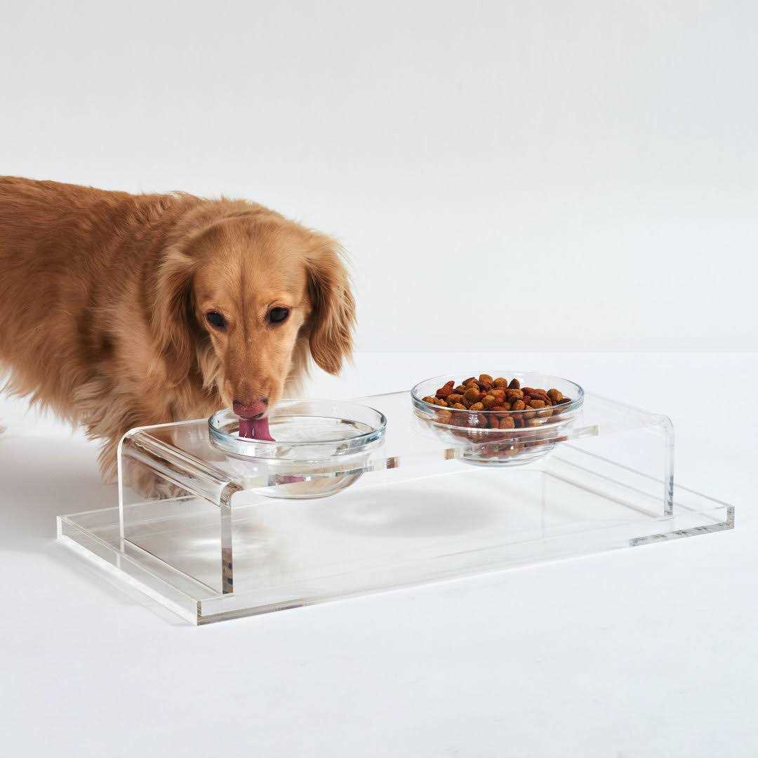 Glass Bowl Clear Elevated Feeder Hiddin - Healthber